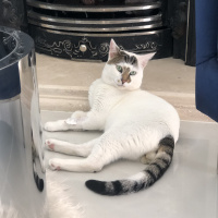 Tekir Kedi, Kedi  Molly fotoğrafı