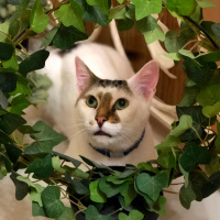 Tekir Kedi, Kedi  Molly fotoğrafı