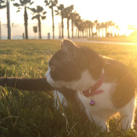 Tekir Kedi, Kedi  Bal fotoğrafı