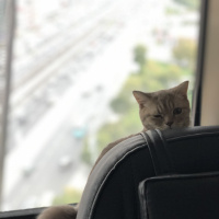 British Shorthair, Kedi  Tokyo fotoğrafı