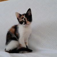 Tekir Kedi, Kedi  LAYLA fotoğrafı