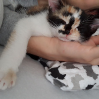 Tekir Kedi, Kedi  LAYLA fotoğrafı