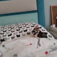 Tekir Kedi, Kedi  LAYLA fotoğrafı