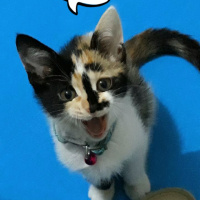 Tekir Kedi, Kedi  LAYLA fotoğrafı