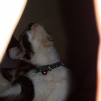 Tekir Kedi, Kedi  LAYLA fotoğrafı