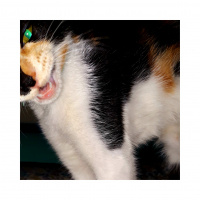 Tekir Kedi, Kedi  LAYLA fotoğrafı