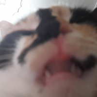 Tekir Kedi, Kedi  LAYLA fotoğrafı