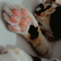 Tekir Kedi, Kedi  LAYLA fotoğrafı
