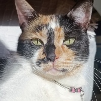 Tekir Kedi, Kedi  LAYLA fotoğrafı