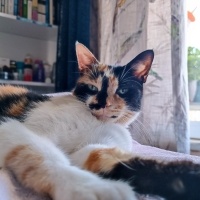 Tekir Kedi, Kedi  LAYLA fotoğrafı