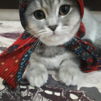 British Shorthair, Kedi  Cindi fotoğrafı