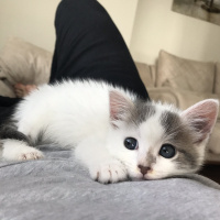 Tekir Kedi, Kedi  Barça fotoğrafı