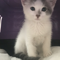 Tekir Kedi, Kedi  Barça fotoğrafı