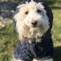 Poodle (Minyatür Kaniş), Köpek  Luna fotoğrafı