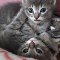 Tekir Kedi, Kedi  Masum fotoğrafı