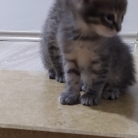 Tekir Kedi, Kedi  Masum fotoğrafı