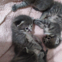 Tekir Kedi, Kedi  Masum fotoğrafı