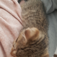 Tekir Kedi, Kedi  isimsiz minik yavru fotoğrafı