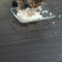 Tekir Kedi, Kedi  isimsiz minik yavru fotoğrafı