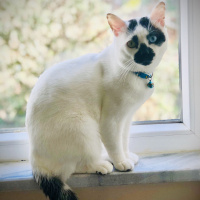 Van Kedisi, Kedi  Chucky fotoğrafı