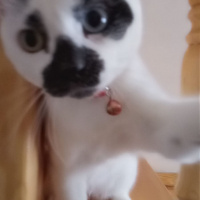 Van Kedisi, Kedi  Chucky fotoğrafı