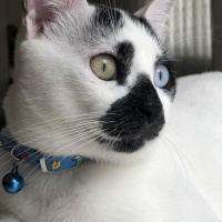 Van Kedisi, Kedi  Chucky fotoğrafı