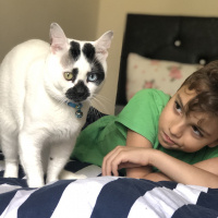 Van Kedisi, Kedi  Chucky fotoğrafı