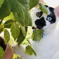 Van Kedisi, Kedi  Chucky fotoğrafı