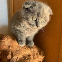 Scottish Fold, Kedi  Fiona fotoğrafı