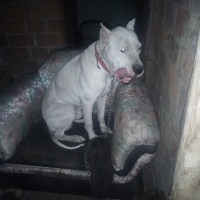 Dogo Arjantin, Köpek  Rio fotoğrafı