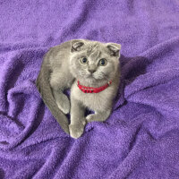 Scottish Fold, Kedi  Pars fotoğrafı