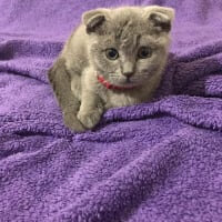 Scottish Fold, Kedi  Pars fotoğrafı