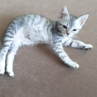 Tekir Kedi, Kedi  Leo fotoğrafı