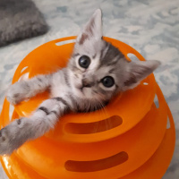 Tekir Kedi, Kedi  Leo fotoğrafı