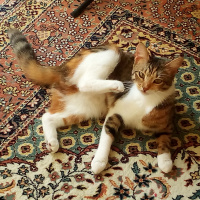 Tekir Kedi, Kedi  pamuk fotoğrafı
