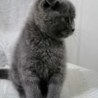 Scottish Fold, Kedi  Mia fotoğrafı