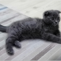 Scottish Fold, Kedi  Mia fotoğrafı