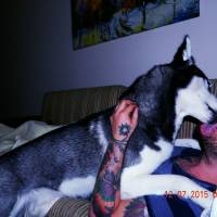 Sibirya Kurdu (Husky), Köpek  Dexter fotoğrafı