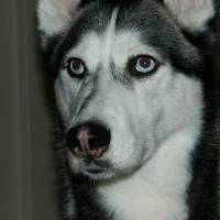 Sibirya Kurdu (Husky), Köpek  Dexter fotoğrafı