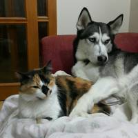 Sibirya Kurdu (Husky), Köpek  Dexter fotoğrafı