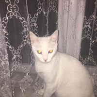 Van Kedisi, Kedi  Zekiye fotoğrafı