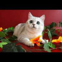 British Shorthair, Kedi  Bulut fotoğrafı