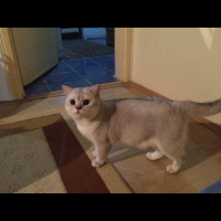 British Shorthair, Kedi  Bulut fotoğrafı