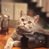 British Shorthair, Kedi  Şavi fotoğrafı