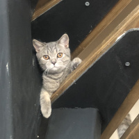 British Shorthair, Kedi  Şavi fotoğrafı