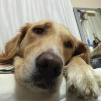Golden Retriever, Köpek  GOFRET fotoğrafı