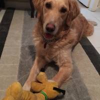 Golden Retriever, Köpek  GOFRET fotoğrafı
