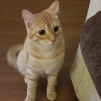 Tekir Kedi, Kedi  Şirin fotoğrafı