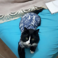 Soke, Kedi  Prenses fotoğrafı