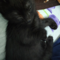Bombay, Kedi  Gölge fotoğrafı